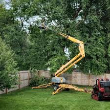 Best Root Management and Removal  in Freer, TX