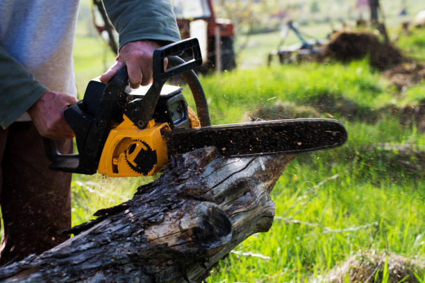 Best Storm Damage Tree Cleanup  in Freer, TX